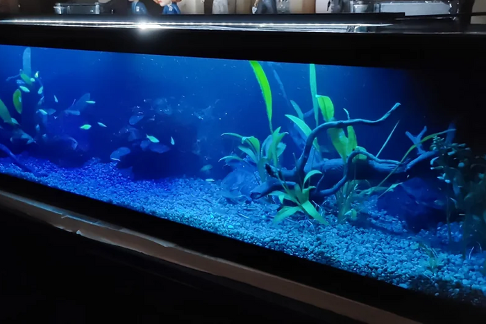 Blue lit aquarium with fish gravel and aquatic plants illustrating how methylene blue is commonly mistaken as a fish tank cleaner despite its medical history