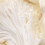 Organic Lion's Mane