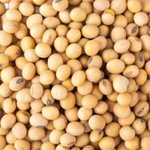 Non-GMO Nattokinase