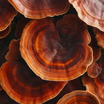 Organic Reishi
