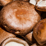 Organic Shiitake