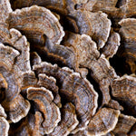Organic Turkey Tail