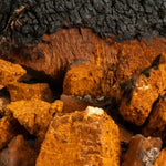 Organic Chaga