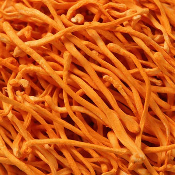 Cordyceps mushroom