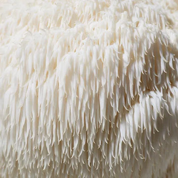 Lion's Mane mushroom