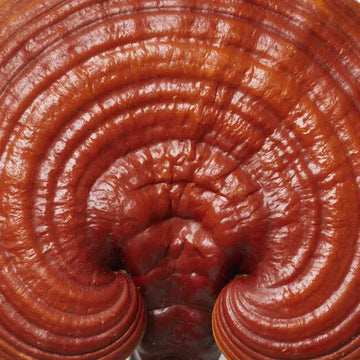 Reishi mushroom