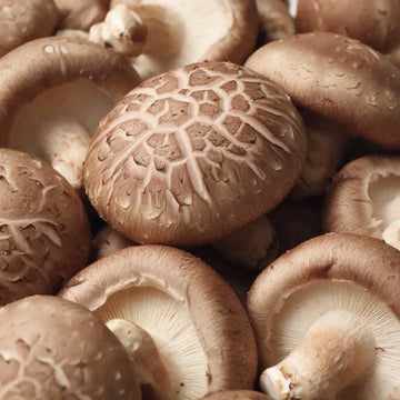 Shiitake mushroom