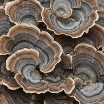 Turkey Tail mushroom