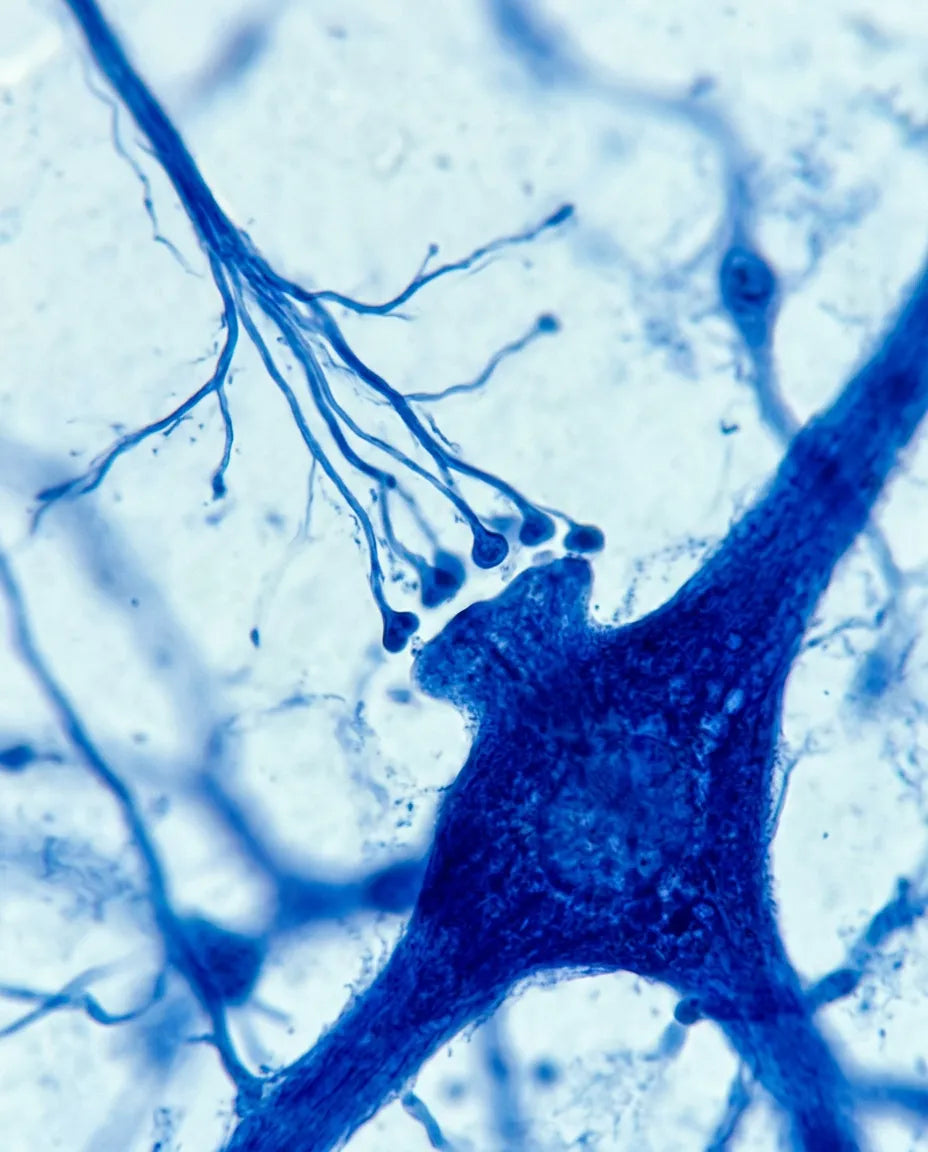 Methylene blue stained nerve cells meeting under a microscope
